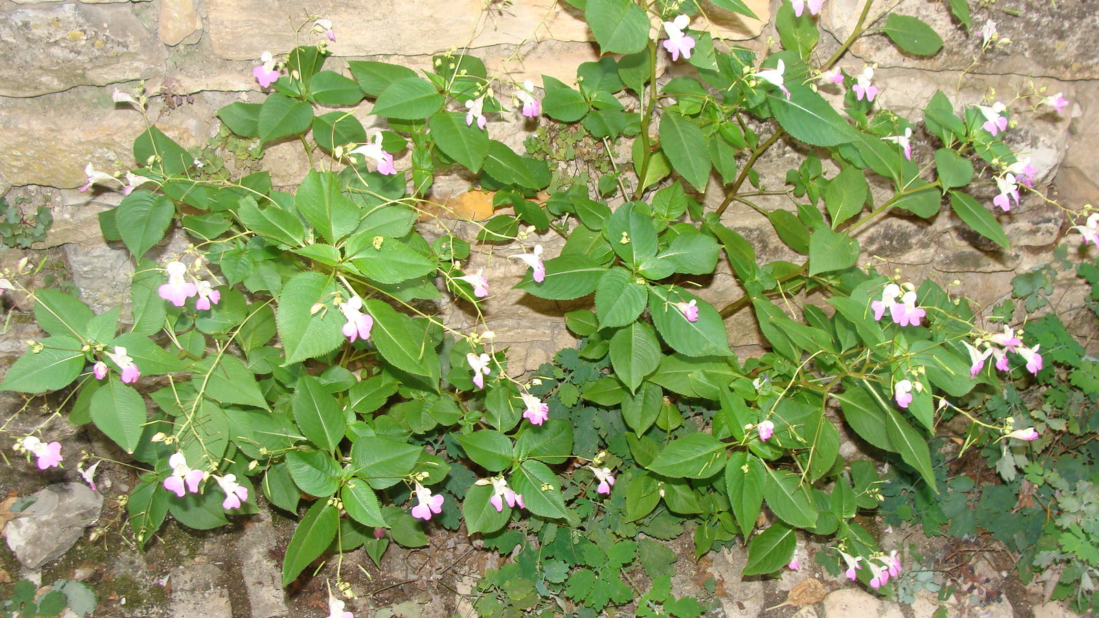 Description de l'image